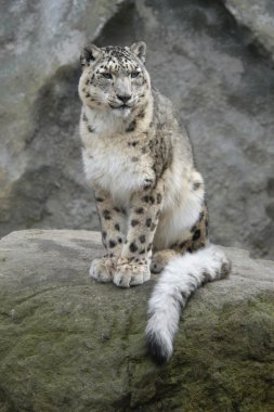 Kar Leoparı