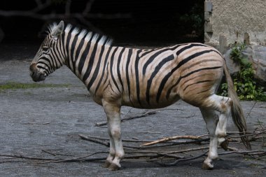 Damara zebra clipart
