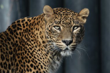 Sri Lanka parsı