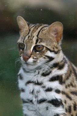Leopard cat clipart