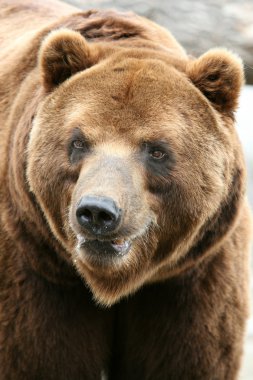 Male Kamchatka brown bear clipart
