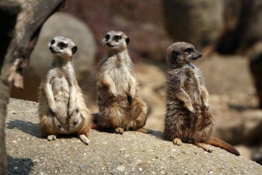 fundalıklardır (suricata suricatta)