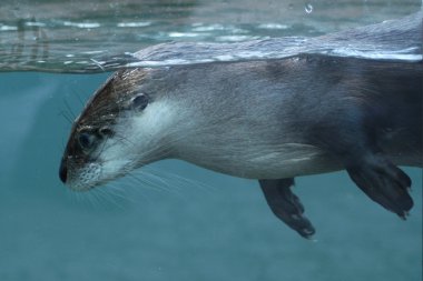 North American river otter clipart