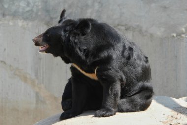 Erkek Kamçatka boz ayı