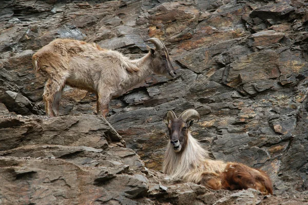 Himalayan tahr — Stock Photo, Image