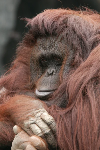 Orangotango (Pongo pygmaeus ) — Fotografia de Stock