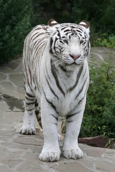 Witte tijger — Stockfoto