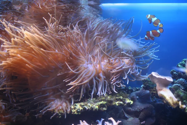 Ocellaris Clownfishes — Stok fotoğraf