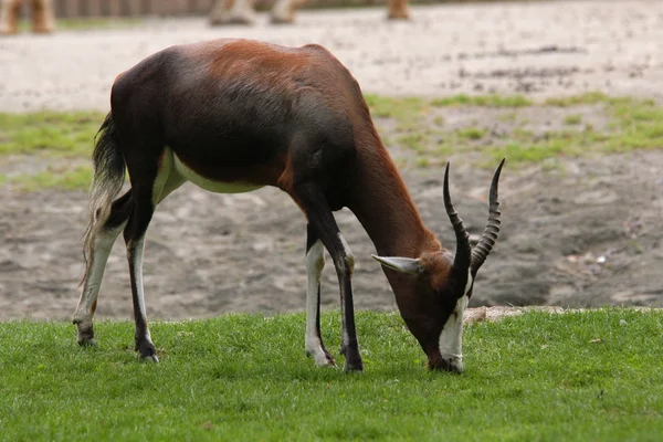 Blesbok antelope — Stock Photo, Image