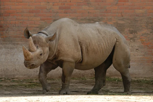 Чорні носороги — стокове фото