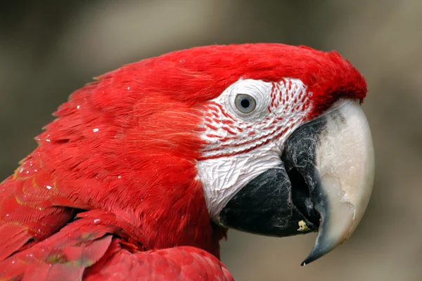 Guacamayo de alas verdes — Foto de Stock