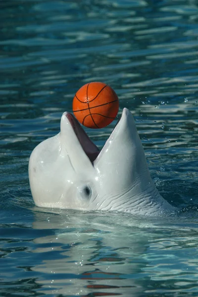 Beluga whale playing basketball. — Stock Photo, Image