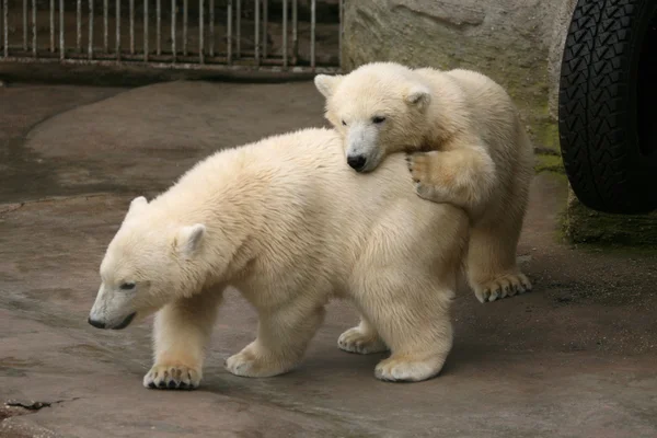 Dwie młode niedźwiedzia polarnego — Zdjęcie stockowe