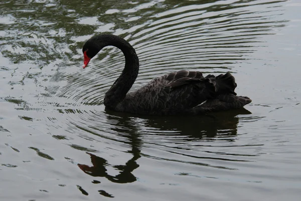 Чёрный лебедь — стоковое фото