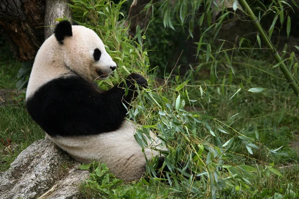 Giant panda — Stock Photo, Image