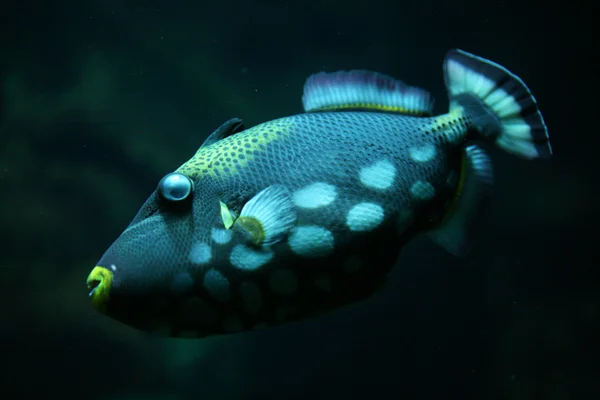 Palyaço triggerfish — Stok fotoğraf