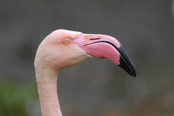 Greater flamingo — Stock Photo, Image