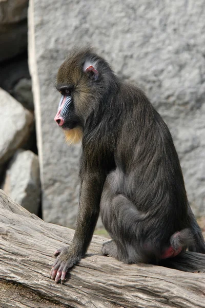 Mandril (Mandrillus sphinx ) — Fotografia de Stock