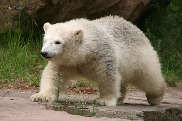 Полярний ведмідь дитинча — стокове фото