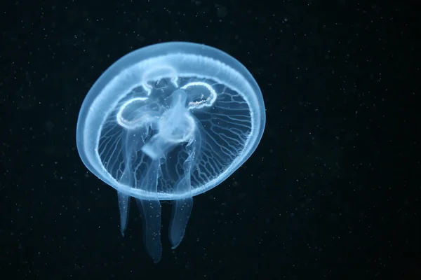 Лунные медузы — стоковое фото