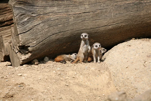 Stokstaartjes (suricata suricatta) — Stockfoto