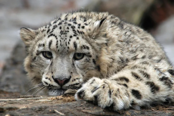 Leopardo de la nieve — Foto de Stock