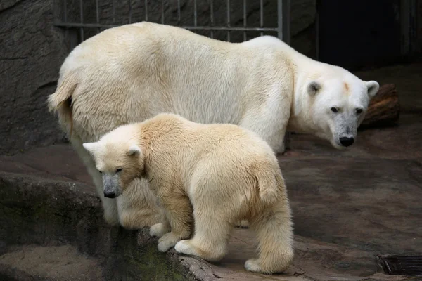 Polar oso cachorro con mamá — Foto de Stock