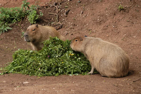 Два capybaras — стокове фото