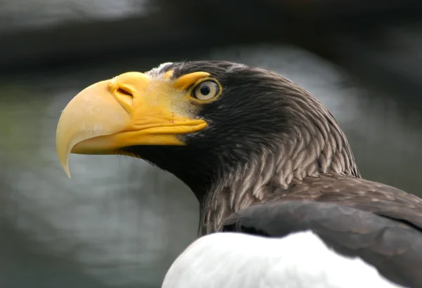 Steller's sea eagle — Stock Photo, Image