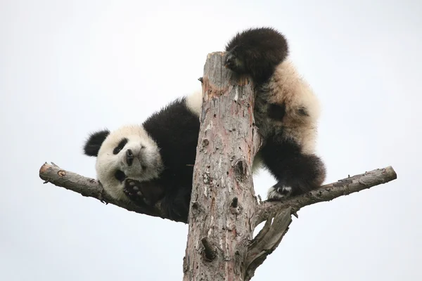 Giant panda cub — Zdjęcie stockowe