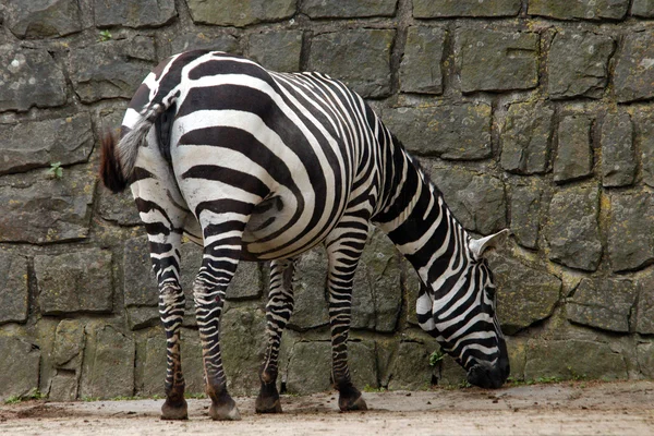 Selous 'cebra — Foto de Stock