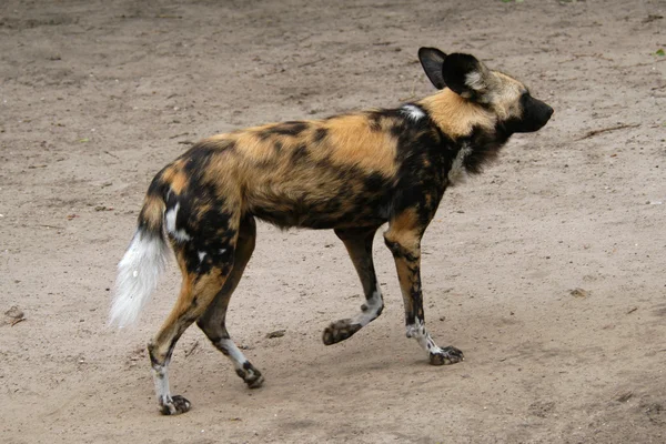 非洲野狗 — 图库照片