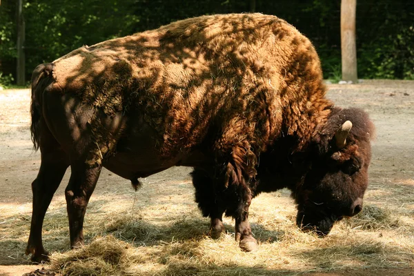 American bison — Stock Photo, Image