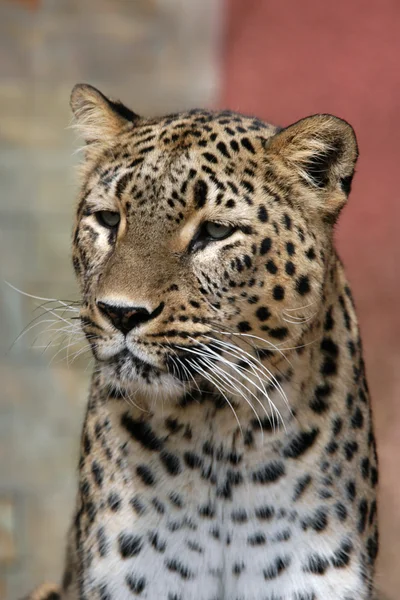 Perzisch-leopard — Stockfoto