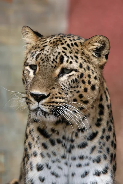 Persian leopard — Stock Photo, Image