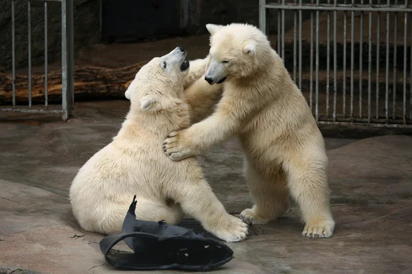 Two polar bear cubs — Stock Photo, Image