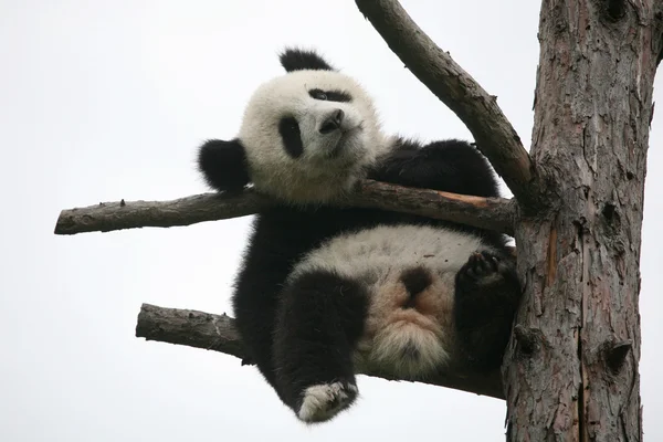 Giant panda cub — Stock Photo, Image