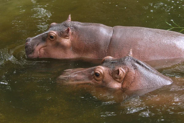 Twee nijlpaarden — Stockfoto