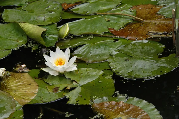 White water lily — Stock Photo, Image
