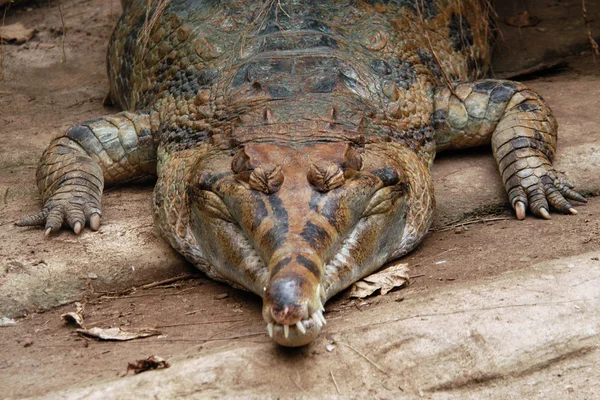 False gavial — 스톡 사진