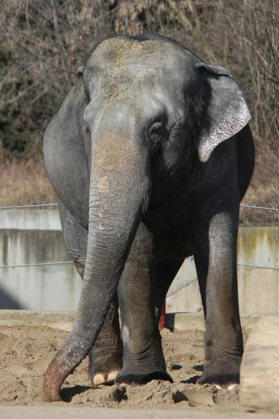 Indische Elefanten — Stockfoto