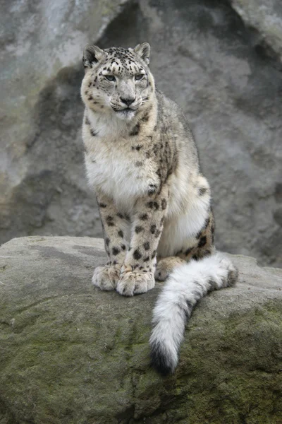 Sněžný leopard — Stock fotografie