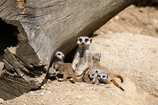 Meerkats (suricata suricatta) — Stockfoto