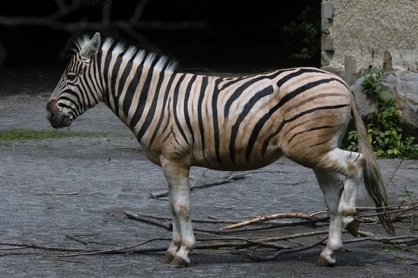 Damara zebra — Stock Photo, Image