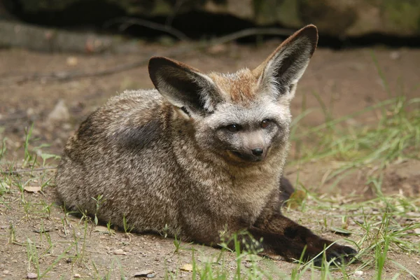 Zorro de orejas de murciélago — Foto de Stock