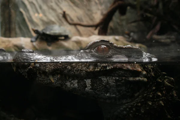 Κροκόδειλος κοιτάζοντας έξω από το νερό — Φωτογραφία Αρχείου