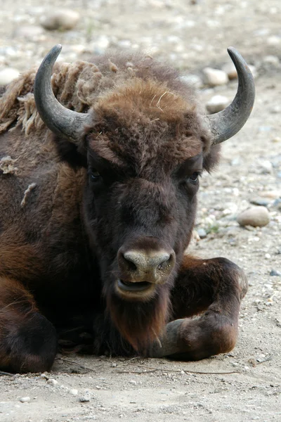 Europæisk bisonokse - Stock-foto