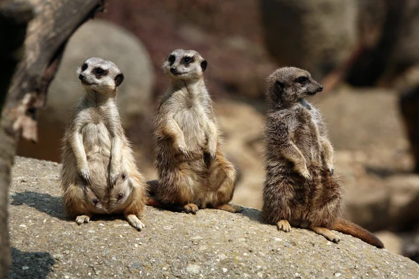 Meerkats (suricata suricatta) — Stockfoto