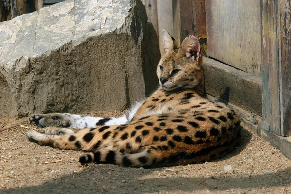 Αφρικανικός Αίλουρος (Leptailurus αφρικανικός Αίλουρος) — Φωτογραφία Αρχείου