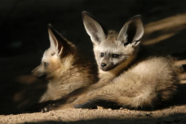 Louveteaux renards à oreilles chauves-souris — Photo